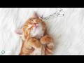 Cat Anxiety Relief Music 🐾 Gentle Sounds to Relax Your Cat 🌙