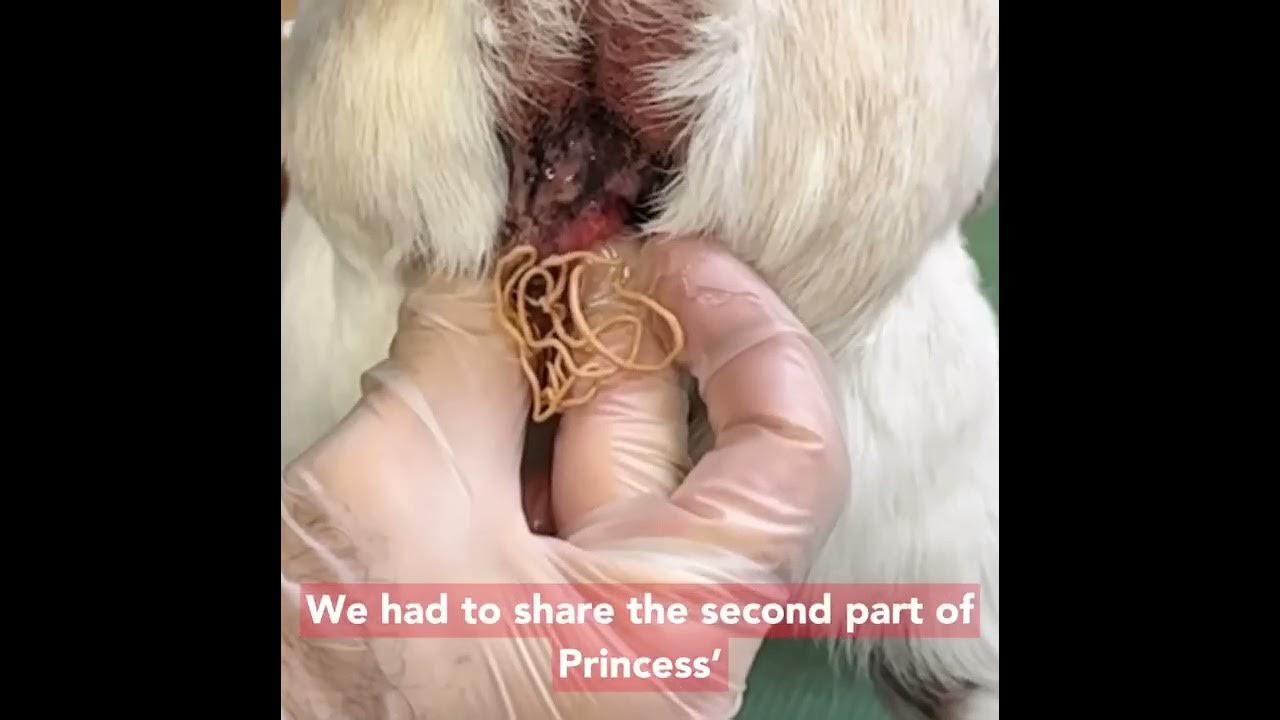 Impacted Anal Glands In Pets ! - Youtube