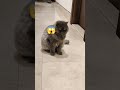 cat v snake #cat #shortviral