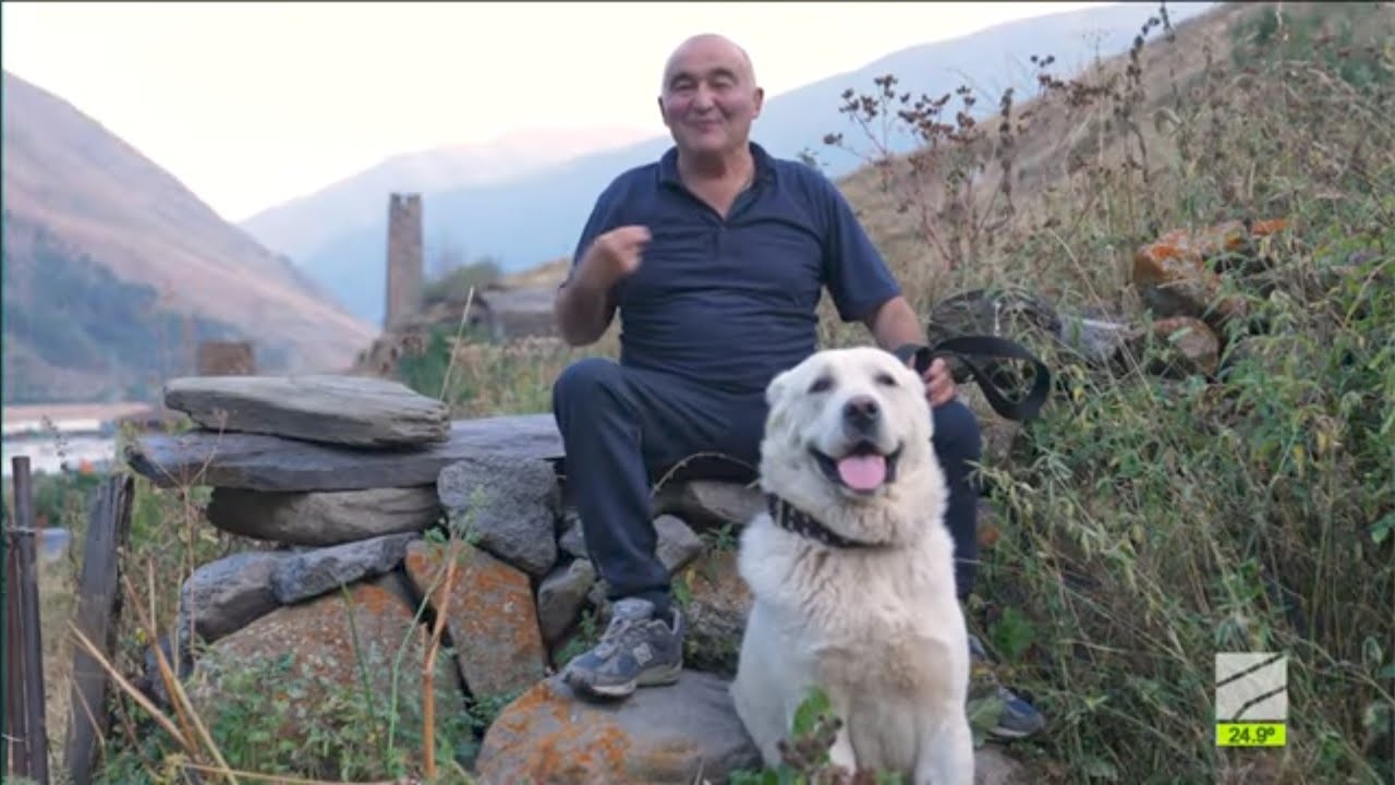 კავკასიური ნაგაზი-თამაზ სამქანაშვილი; დილა მშვიდობისა საქართველო-2025.09.02