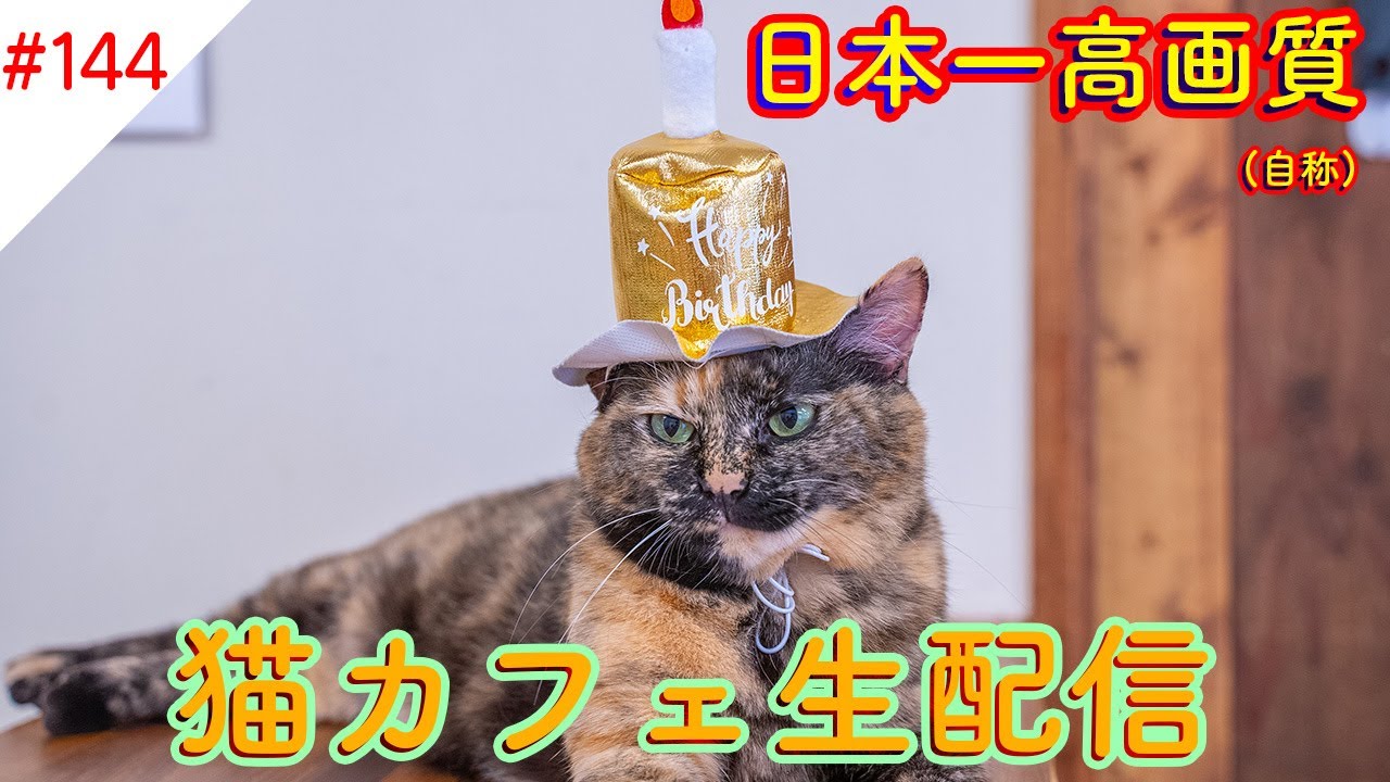 144 日本一高画質猫カフェ生配信 自称 Virtual Catcafe Tour Youtube 144 日本一高画質猫カフェ生配信 自称 Virtual Catcafe Tour Youtube