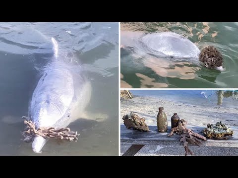 Adorable humpback dolphin named Mystique presents a series of gifts to volunteers