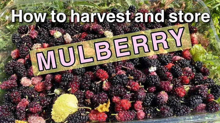 How to harvest and store mulberry - mulberry tree - mulberries - DayDayNews