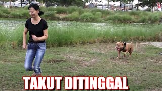 How a Smart Pitbull Dog Reacts When its Owner Leaves it Behind | Pitbull Dog #hewiepitbull