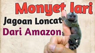 Si mungil monyet jari, jagoan loncat dari Amazon!#monkey #fingermonkey#monyetjoget#amazon#hewanliar