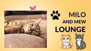 Cats Lounging Milo & Mew Ft. Simba