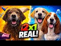🐾✂️ 2x1 Facil y sencillo🐶 #doggroomer  #labrador #bassethounds #mobilegrooming #viralvideo #cute 