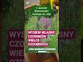 Własne czosnki ozdobne. Atropurpureum, Globemaster, Purple Sensation #czosnki #globemaster #allium