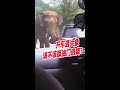开车遇大象 该不该踩油门逃离 开车遇大象 该不该踩油门逃离