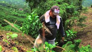 Coffee Leaf Rust: Impact and Response