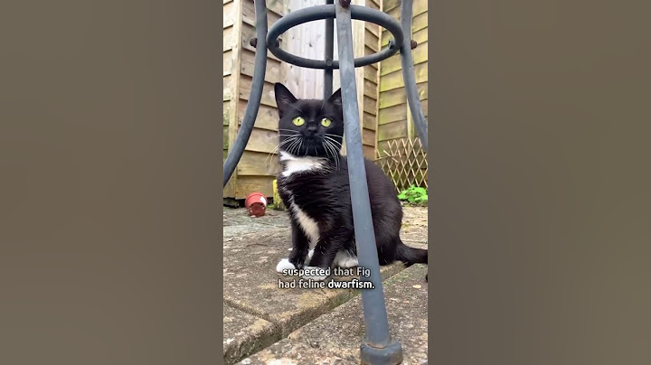 Dwarf cat learns to live a big life #shorts