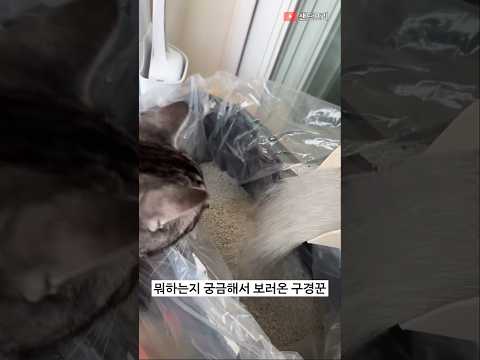 사용한 고양이 모래 담고, 문 앞에 두면 수거해감. 웨 이용않헤!!