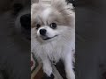 خره جادوگر شده و هیپنوتیزم می کنه Shtorts Funny Cute Dog Cat Mm 