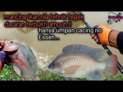 Cara Mancing Pake Cacing