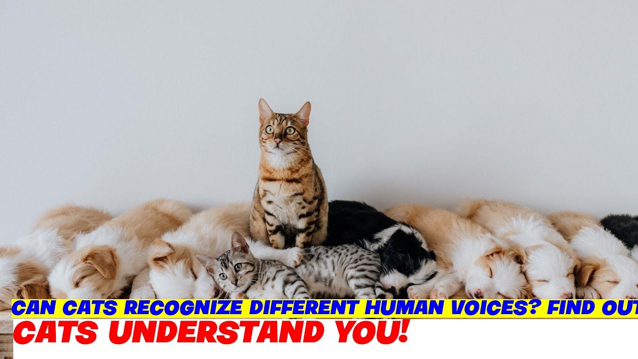 Can Cats Recognize Different Human Voices? Find Out Now! YouTube