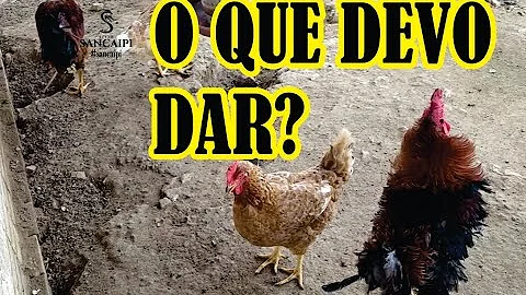 O que fazer para a galinha botar ovo todo dia?