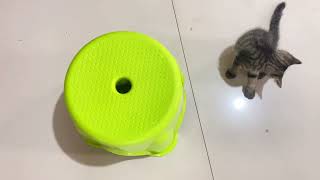 The happiest childhood for a cat!  #cats  #cat  #pet   #kitty  #kucing   #cutecat  #kitten