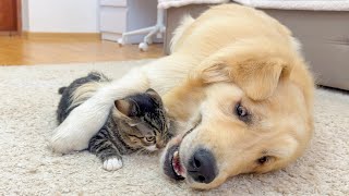 Golden Retriever’s Hilarious Reaction to Hyper Kitten!