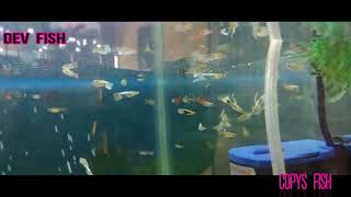Coppy Fish 1 - Dev Fish My Loveble Pet