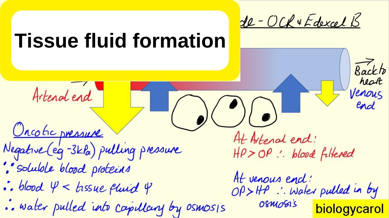Tissue Fluid Formation
