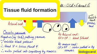 Tissue Fluid Formation