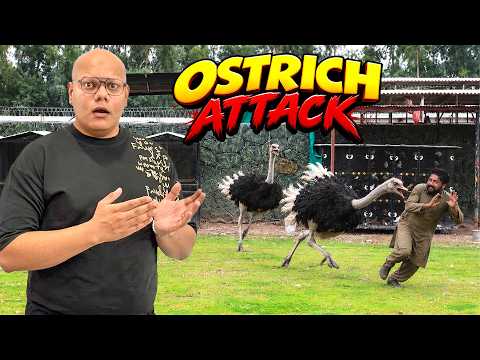 Ostrich Ne Attack Kar Diya! 🦤🔥 | BT Farm Stories