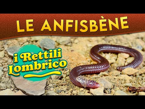 The Amphisbène: the earthworm reptiles ► Episode 232