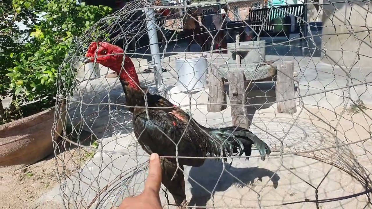 6/1 anh rm tham khão trại gà của em . Zep lào 0777787012