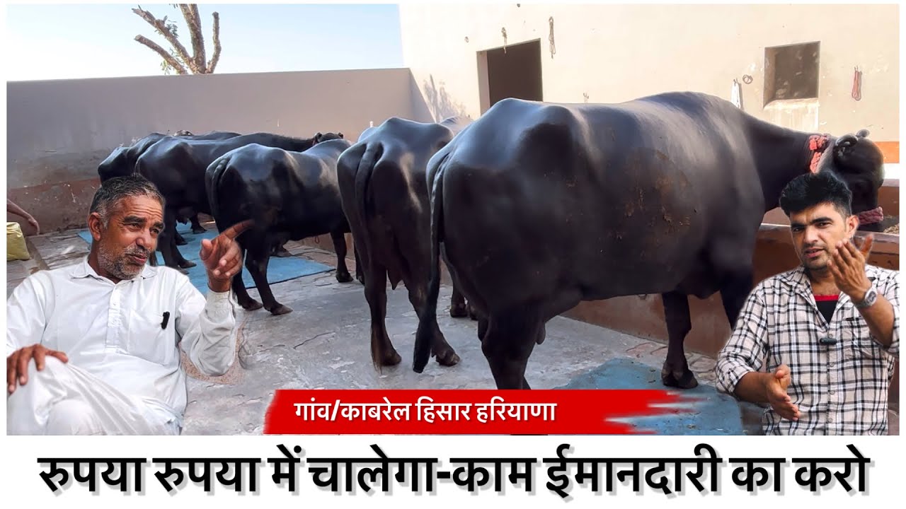 रुपया रुपया में चालेगा-काम ईमानदारी का करो || KIRSHAN JANGU KABREL HISAR HARIYANA ||