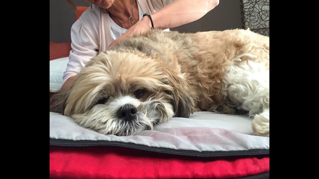 Cynosophie, massage canin et félin 2019, extraits