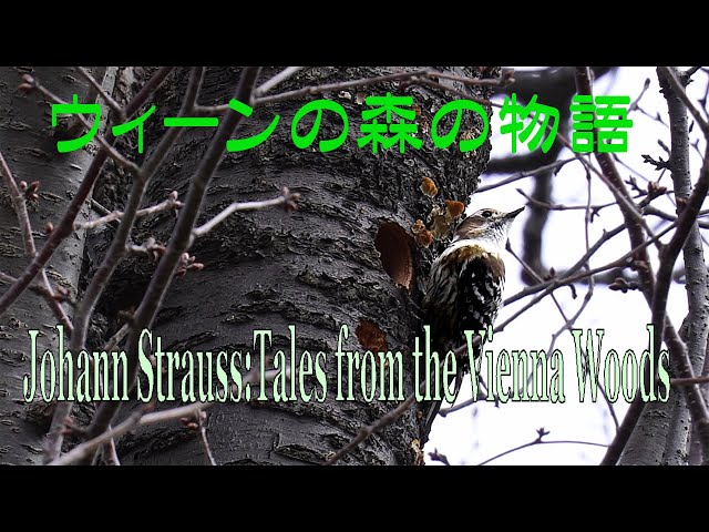 帯付き　J.シュトラウス2世:ウィーンの森の物語-ウィンナ・ワルツ名曲集- 帯付き J.シュトラウス2世:ウィーンの森の物語-ウィンナ・ワルツ