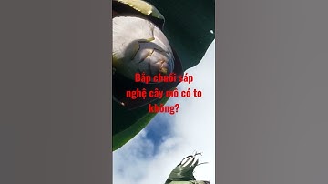 BẮP CHUỐI SÁP NGHỆ CÂY MÔ CÓ TO KHÔNG?