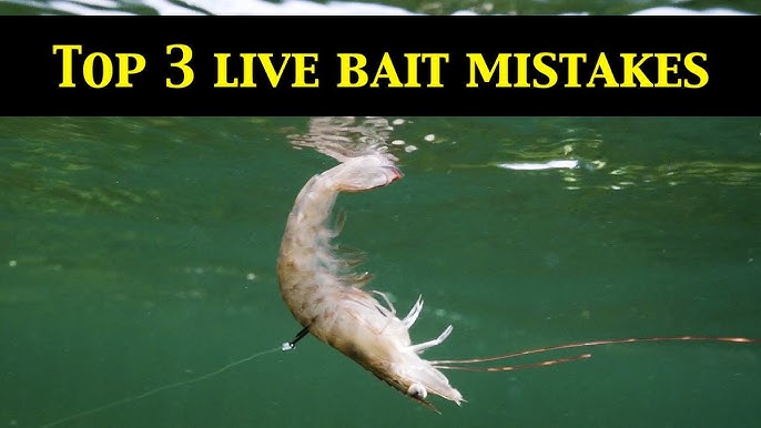 Top 3 LIVE BAIT RIGS For Inshore Fishing (To Rig Shrimp, Pinfish, Mullet, &  More) 