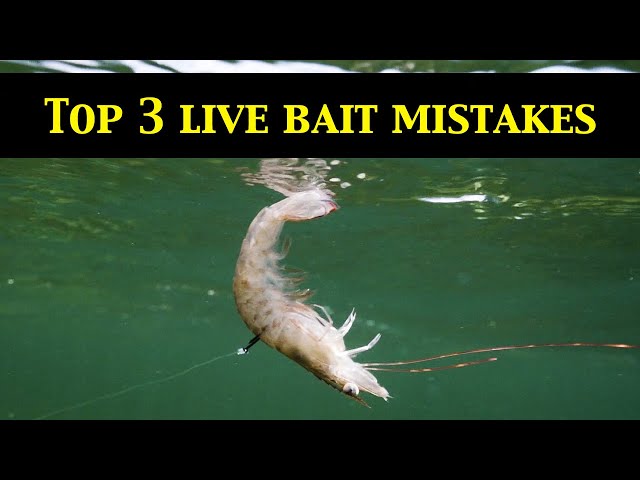 Top 3 LIVE BAIT RIGGING MISTAKES (Underwater Evidence