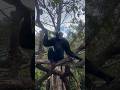 teriakan siamang #hewanlucu #monkey