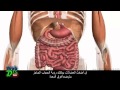 المريء و المعدة {تشريح الجهاز الهضمي}