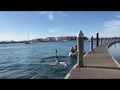 뉴질랜드 타우랑가 마리나 범고래 3마리 출현