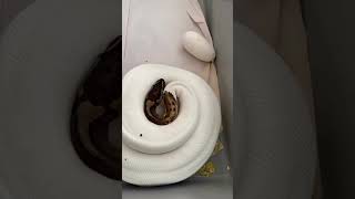 Leopard Pied on eggs