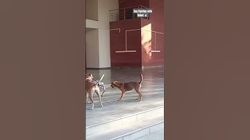 Dog Fighting with Robot 🐶 | Dog Vs Robot In IIT Kanpur | #puppies #robotics #techkriti