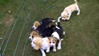 Szczeniaki Beagle 7 Tygdni Beagle Puppies Seven Weeks Old