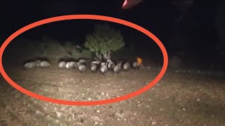Gece Tarlaya Gelen Domuz Sürüsünü 10Dk Taki̇p Etti̇k 15-20