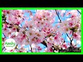 Stunning Cherry Blossoms - Relaxing & Meditation Music - 2 Hours Yoga & Meditation 1080P HD