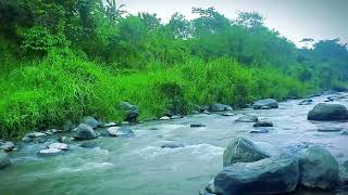Nature Sounds River Stream For Relaxing  Water sounds For Sleeping  Meditation  Study  Therapy