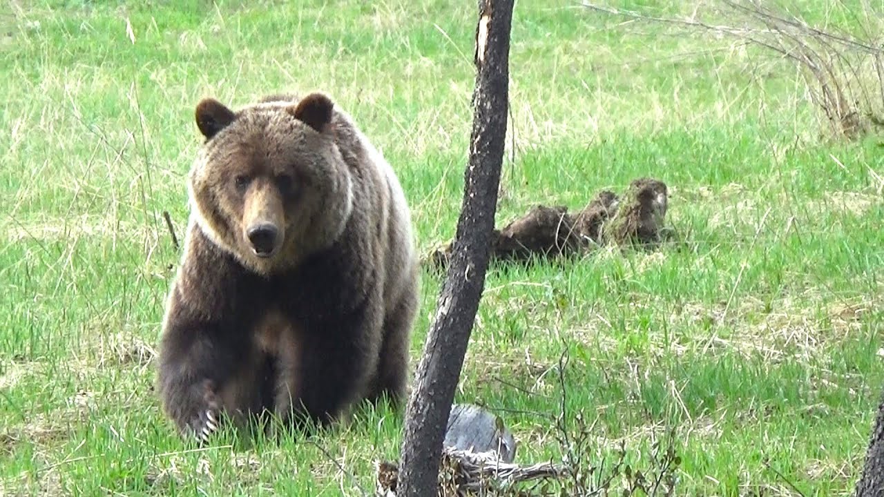 Grizzly bear gets real close!