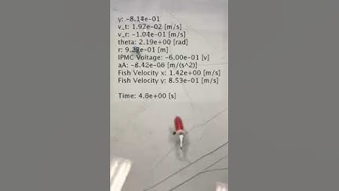 Smart Material (IPMC) actuated Robotic Fish Collision Avoidance