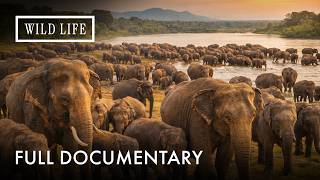 Asia’s Largest Elephants at Risk | The Great Elephant Gathering | Full Documentary