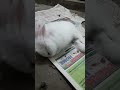 New Baby bunny 🐰 petting #shorts #babybunny #bunny #rabbit #pets #fun #cutebunny
