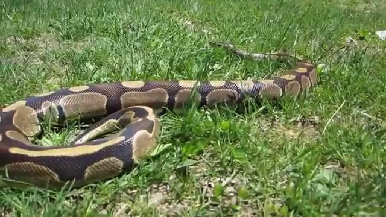 snake fight with peacock No Snake Fighting You Two !!!!!