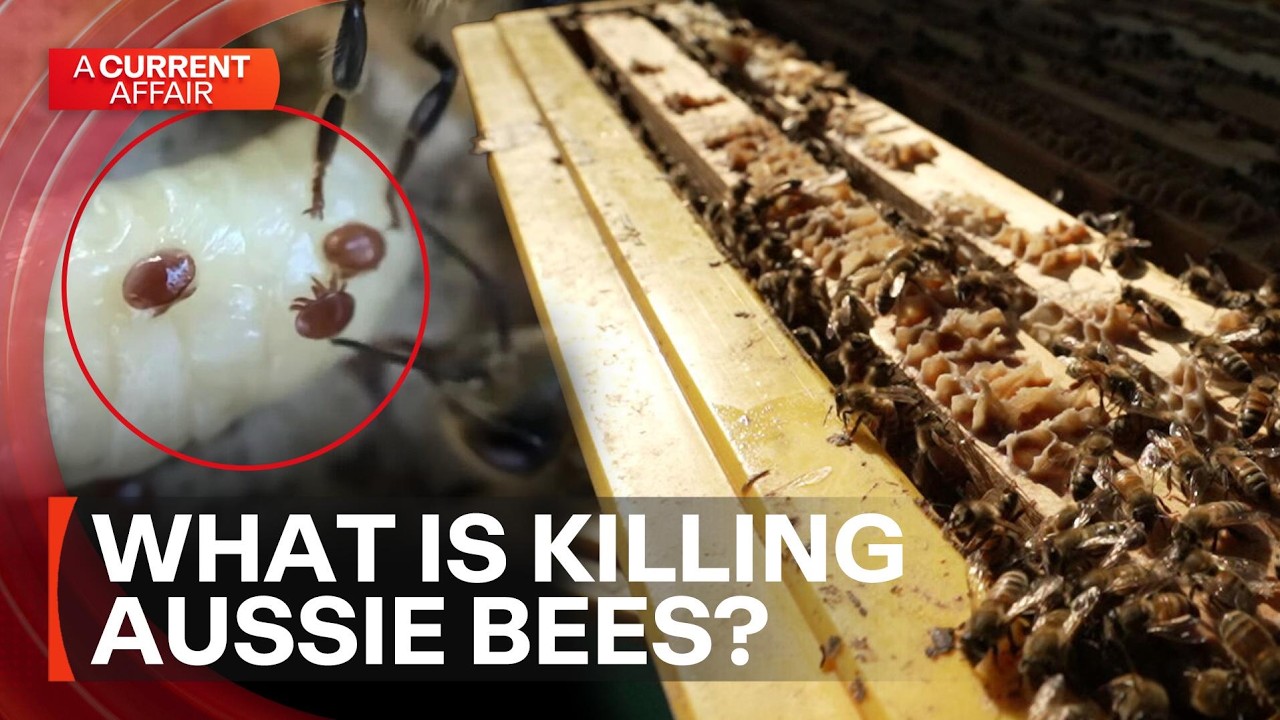 The deadly parasite threatening Australian food supply | A Current Affair