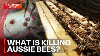 The deadly parasite threatening Australian food supply | A Current Affair